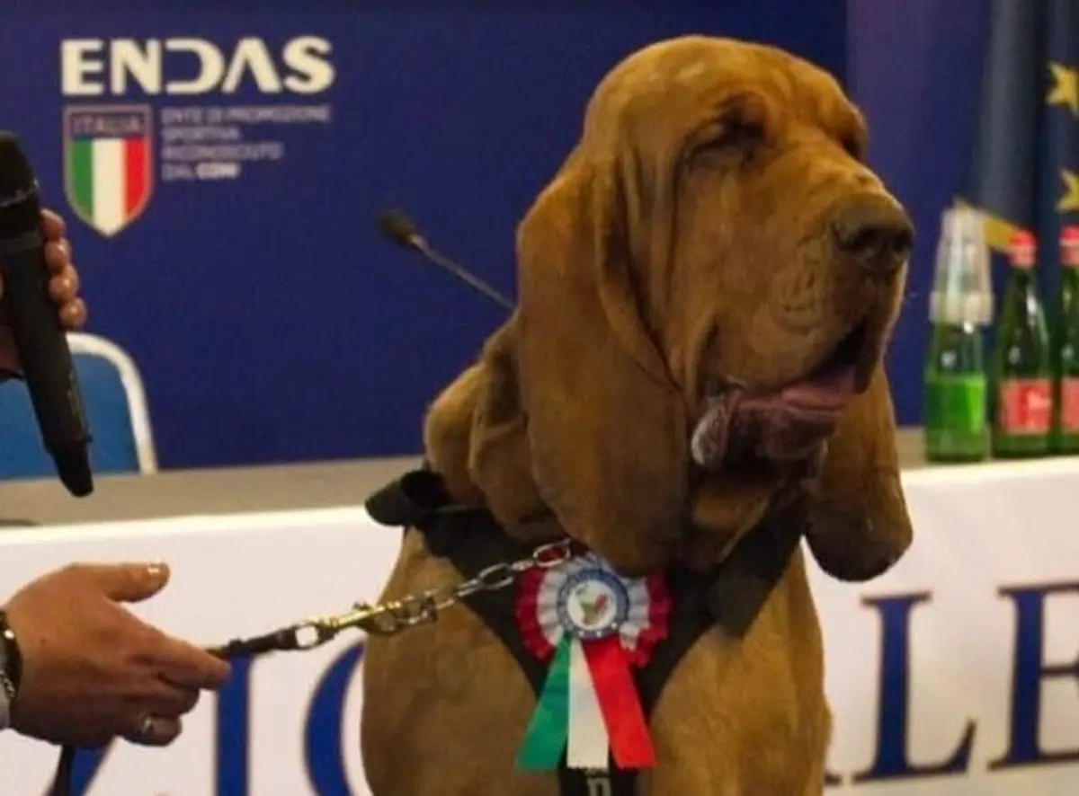 Bruno terá sido morto por ter ajudado a desmantelar ringues de lutas de cães