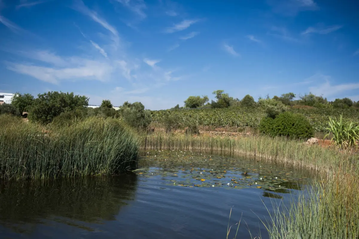 Os ecossistemas de água doce requerem níveis adequados de oxigénio