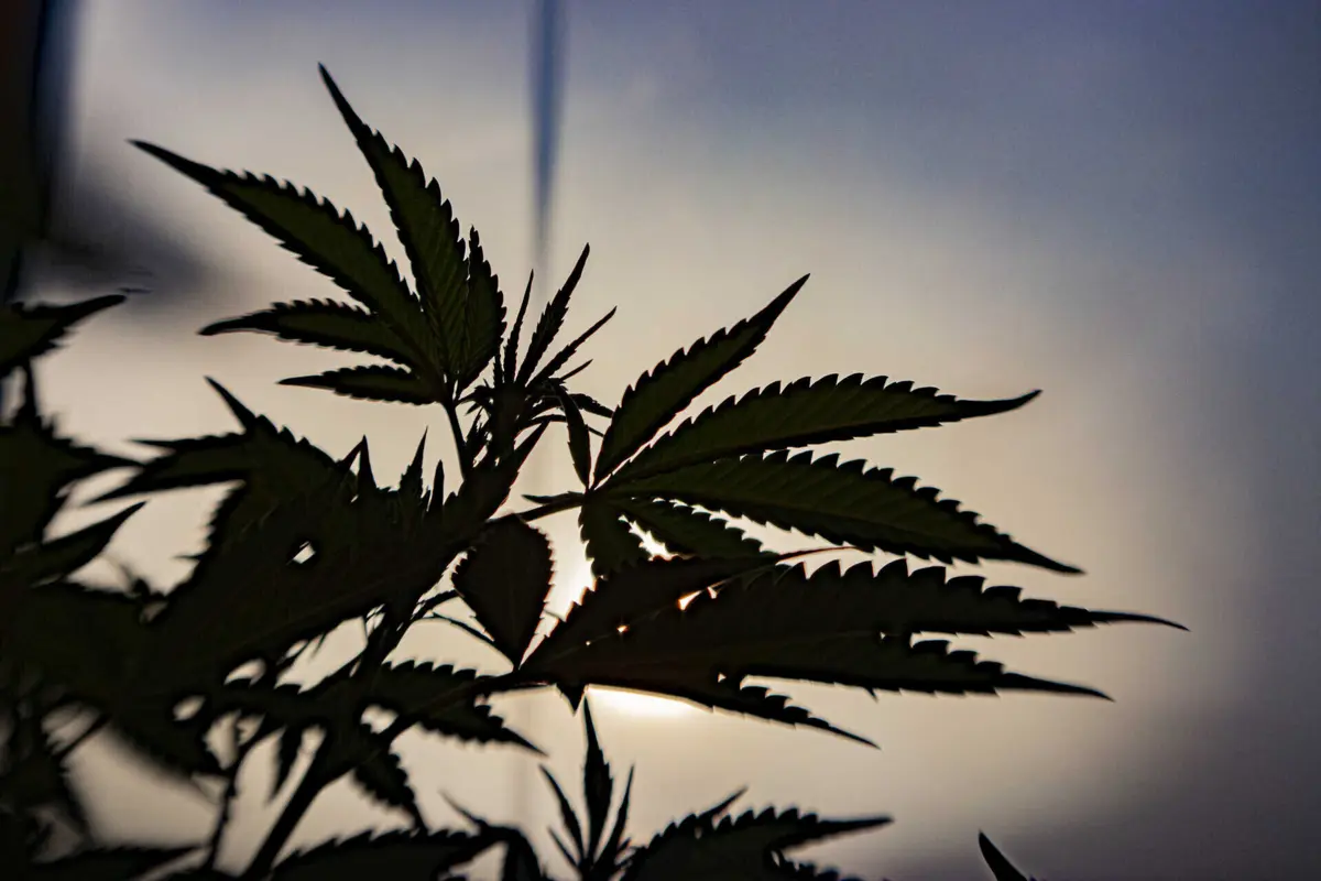 Folhas de canábis encontradas estavam embaladas em caixas e sacos, tendo sido também apreendidas "as plantas "mãe", que, tratadas em estufa, garantiam a produção indefinidamente