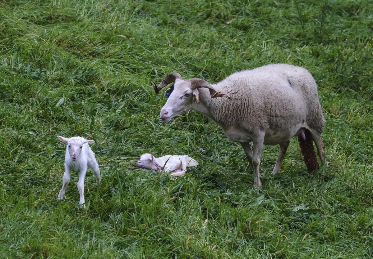 Imagem de contexto do artigo Mais de 1800 explorações afetadas e 37 mil ovinos mortos devido à língua azul
