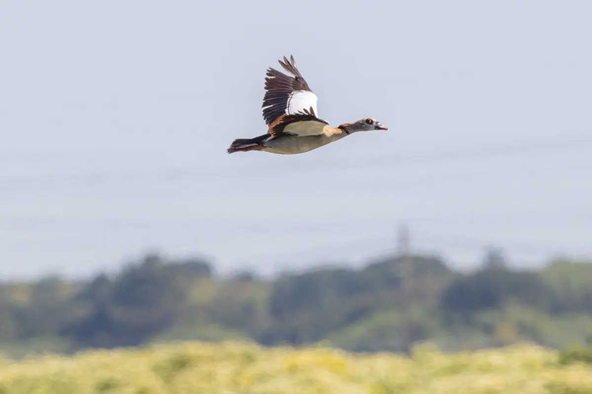 Centenas de espécies de aves podem ser observadas nas Salinas do Samouco, em Alcochete.