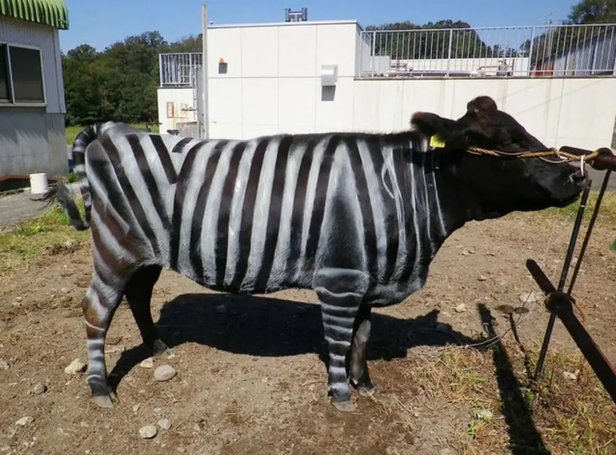 Estudo japonês sobre a influência das moscas nas vacas listadas de zebras