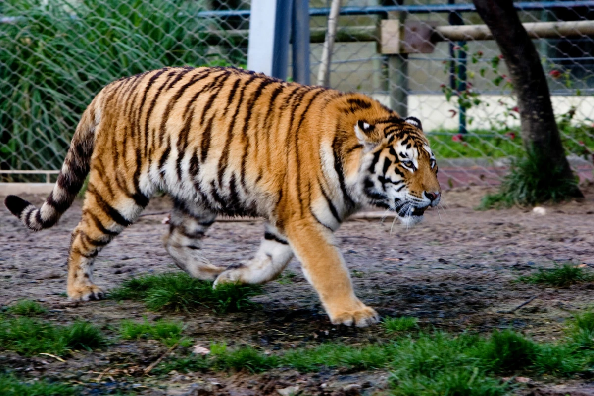 Investigadores admitem que animal pode ter atravessado a fronteira a partir da Rússia