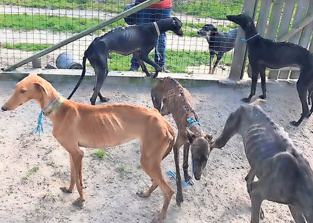 GNR encontrou 18 cães subnutridos e doentes em propriedade de João Moura
