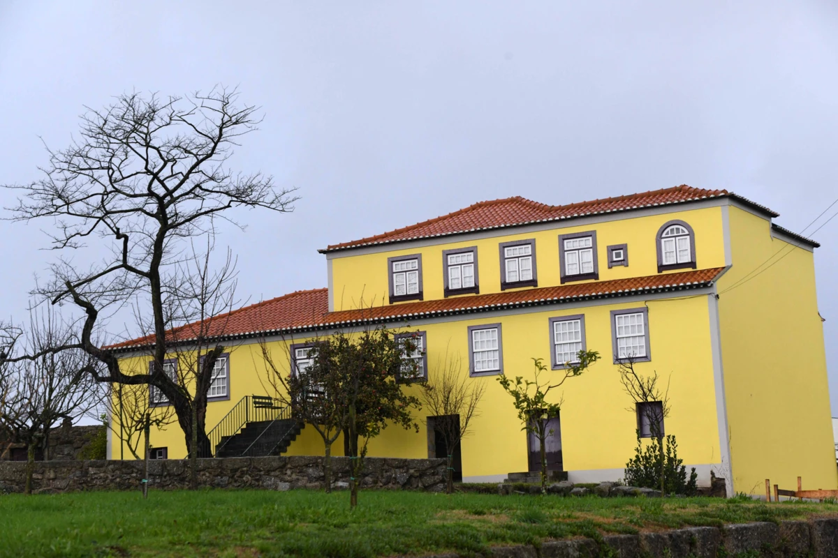 Estava prevista uma intervenção mas não o abate da árvore