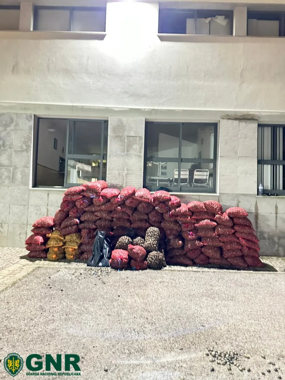 GNR apreendeu cerca de três toneladas de amêijoa-japonesa