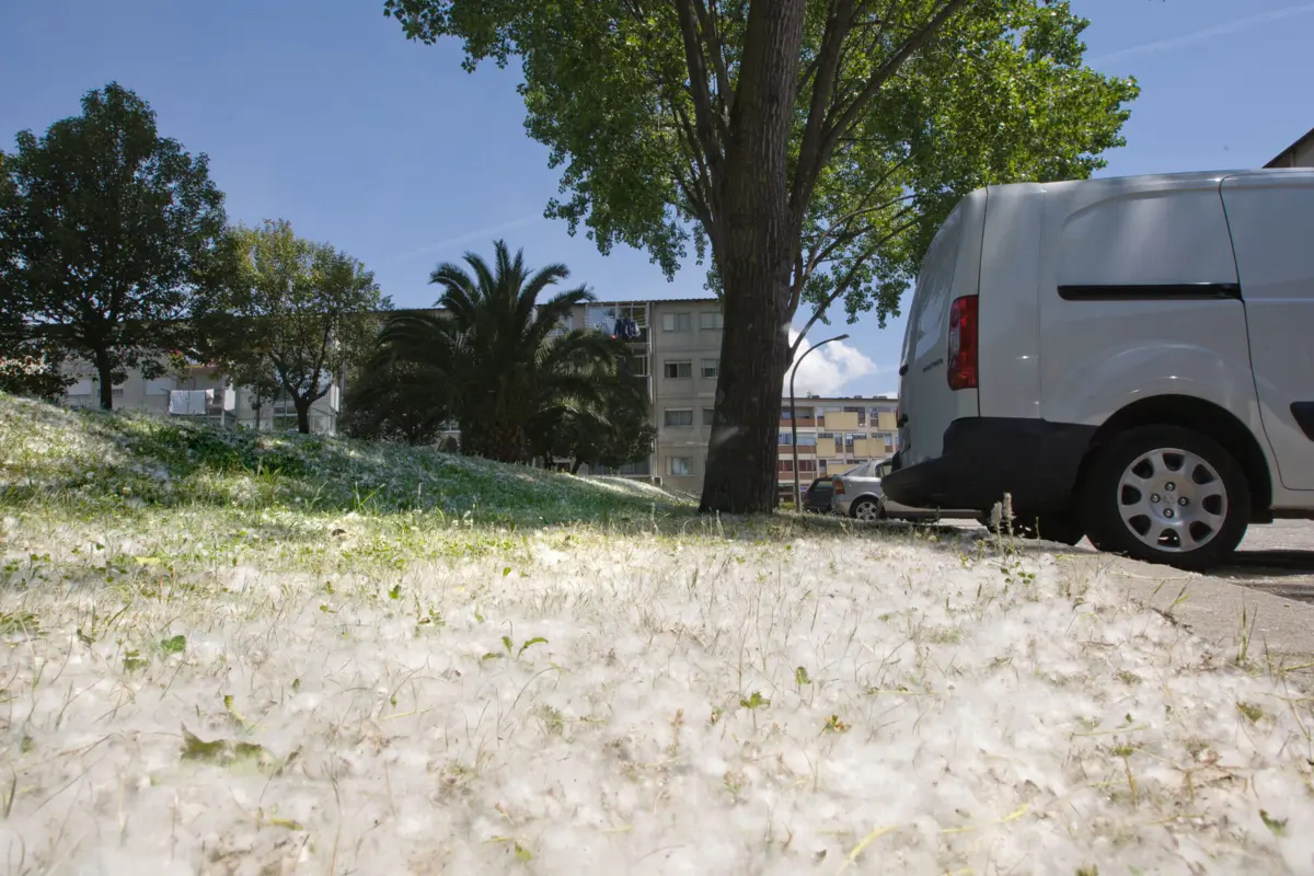 Em Lisboa, as maiores concentrações de pólen são na capital e no concelho de Setúbal