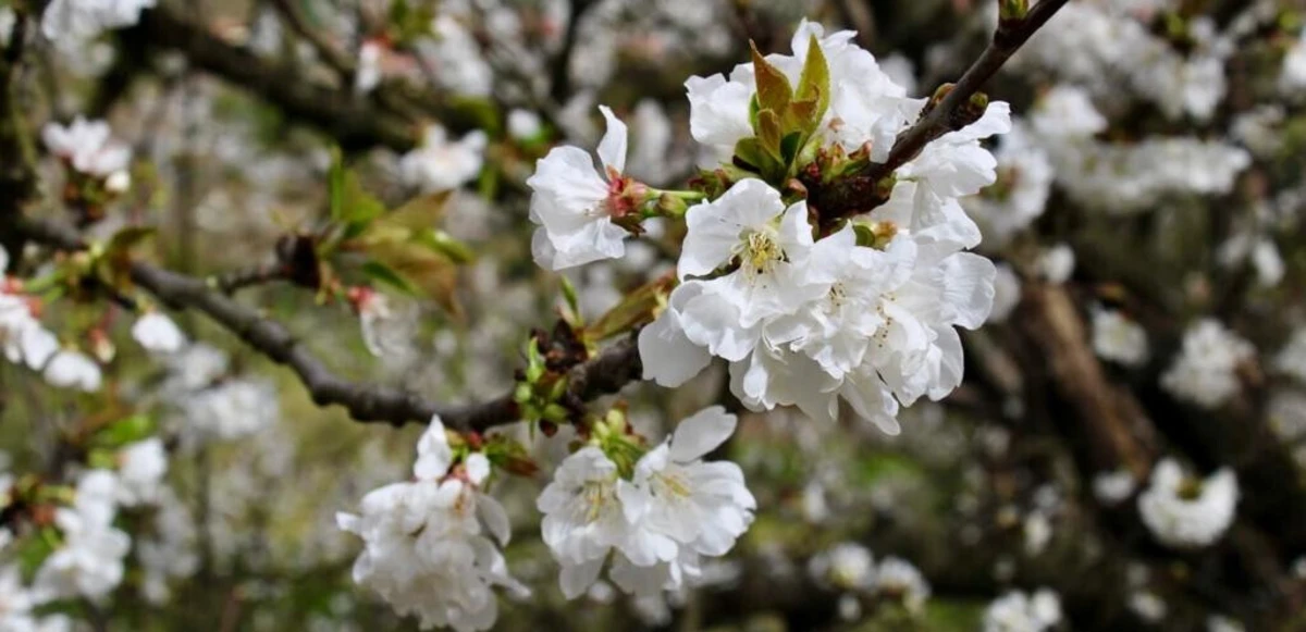 Imagem de contexto do artigo Cerejeiras de Resende estão floridas