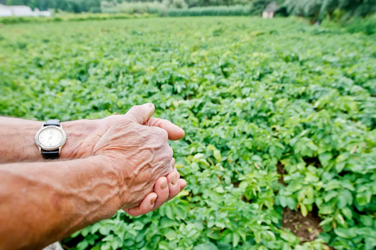 Imagem de contexto do artigo Agricultores vão contar com apoio excecional de 60 milhões de euros em 2025