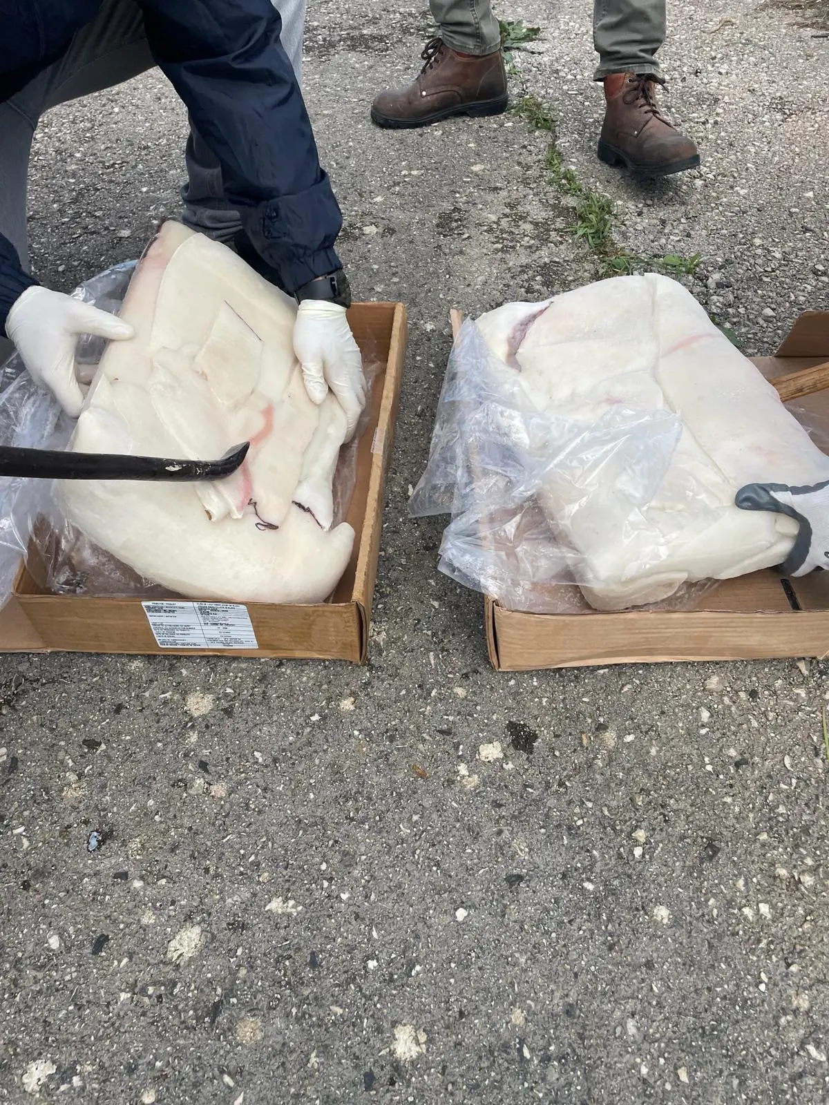 Suspeitos integrarão rede que importa cocaína da América Latina para a distribuir na Europa