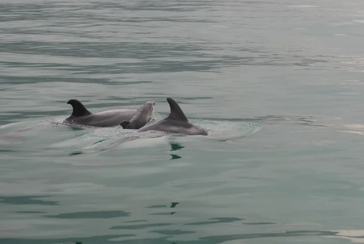 Imagem de contexto do artigo Proibida observação de golfinhos na foz do Sado