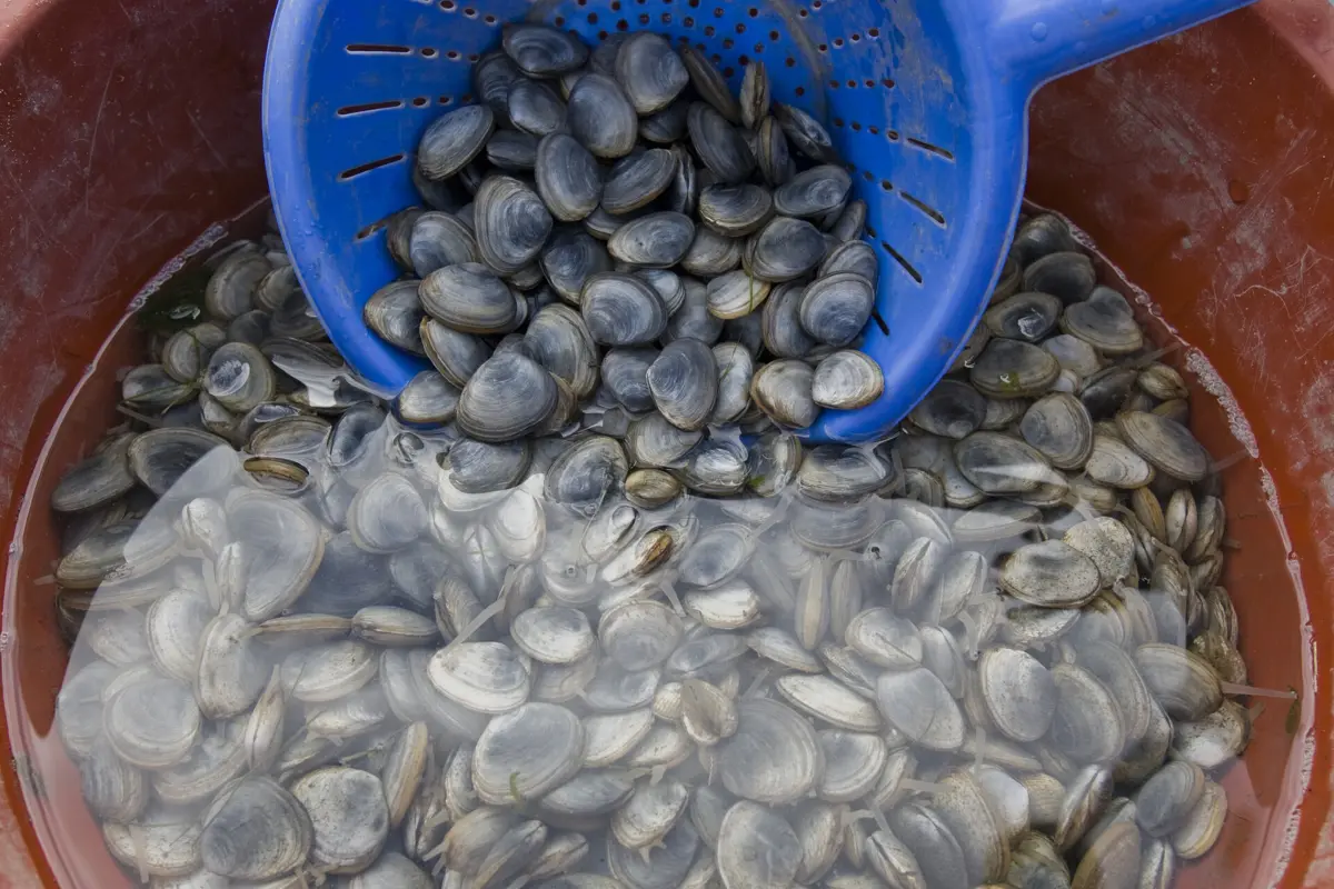Os bivalves, por ainda se encontrarem vivos, foram devolvidos ao seu habitat natural