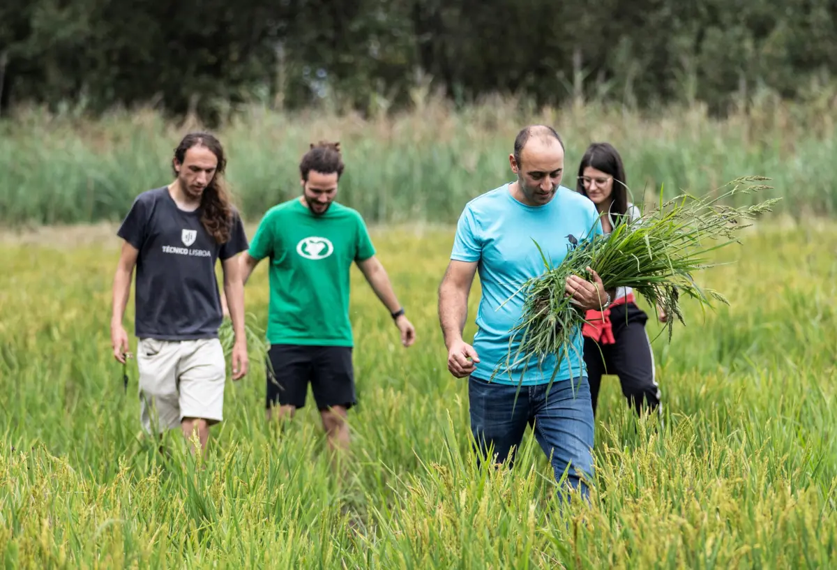 Imagem de contexto do artigo Pássaros estragam arroz que Estarreja quer ver renascer