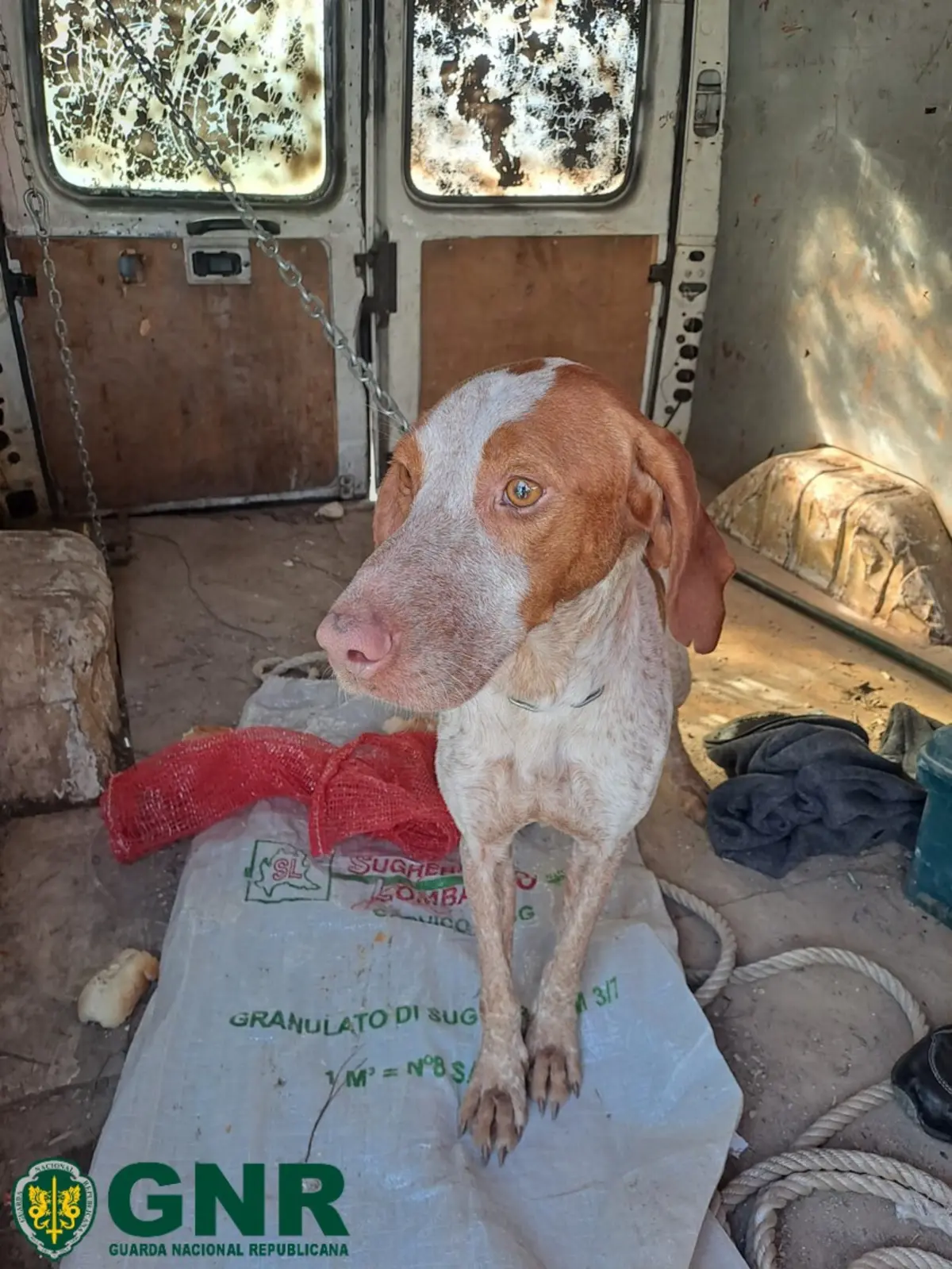 Animal foi recuperado pela GNR