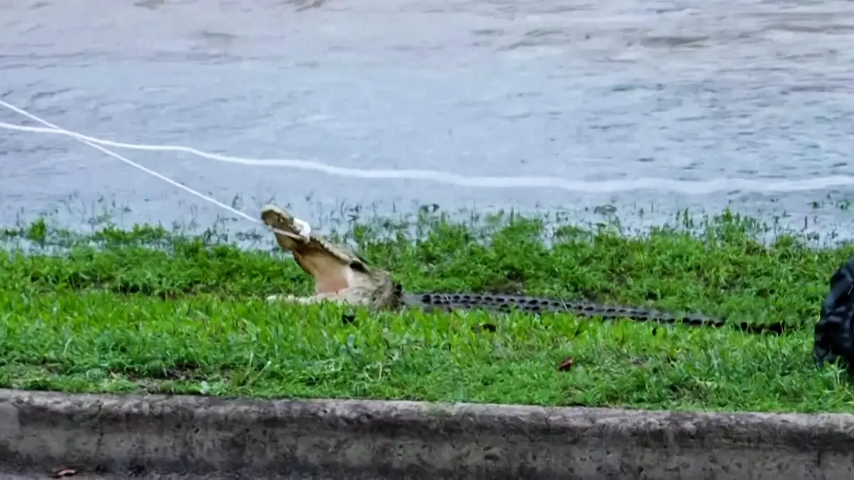 Imagem de contexto do artigo Crocodilos na cidade e aviões submersos. Cheias criam o caos no nordeste da Austrália