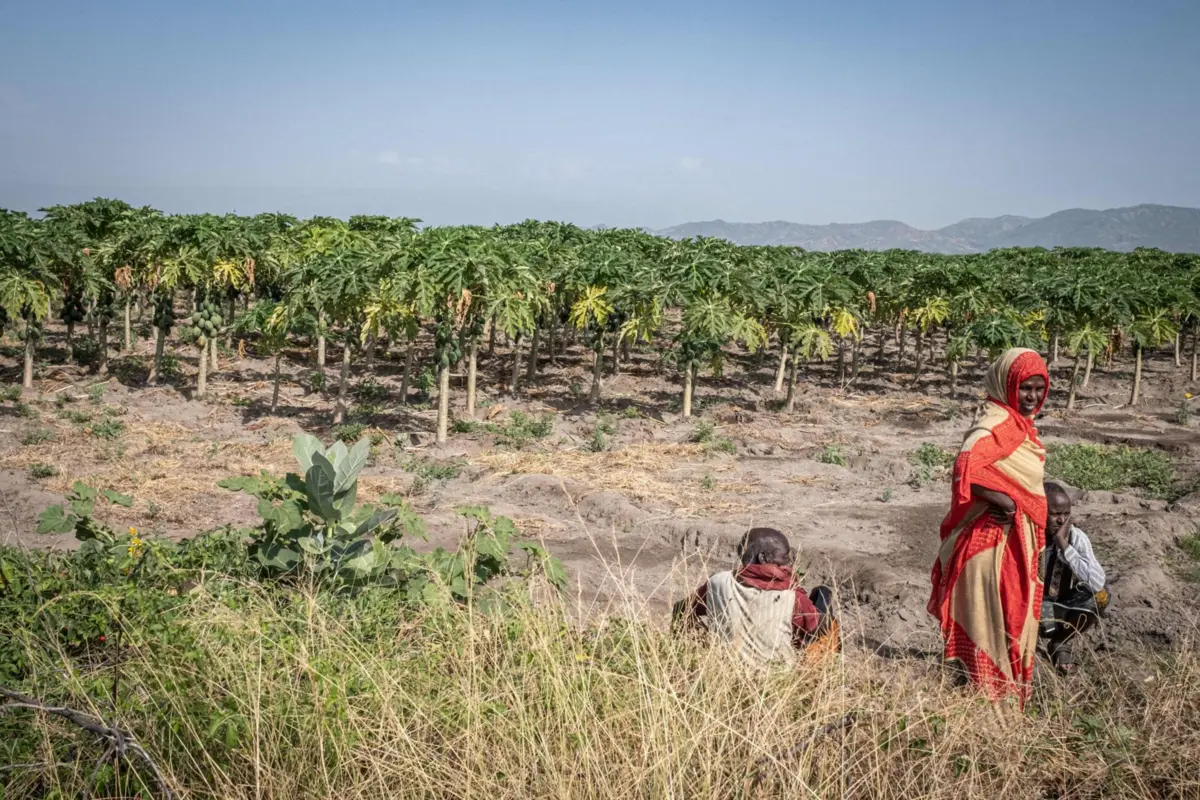 Imagem de contexto do artigo Etiópia regista três mortos devido a novo surto do vírus Marburgo