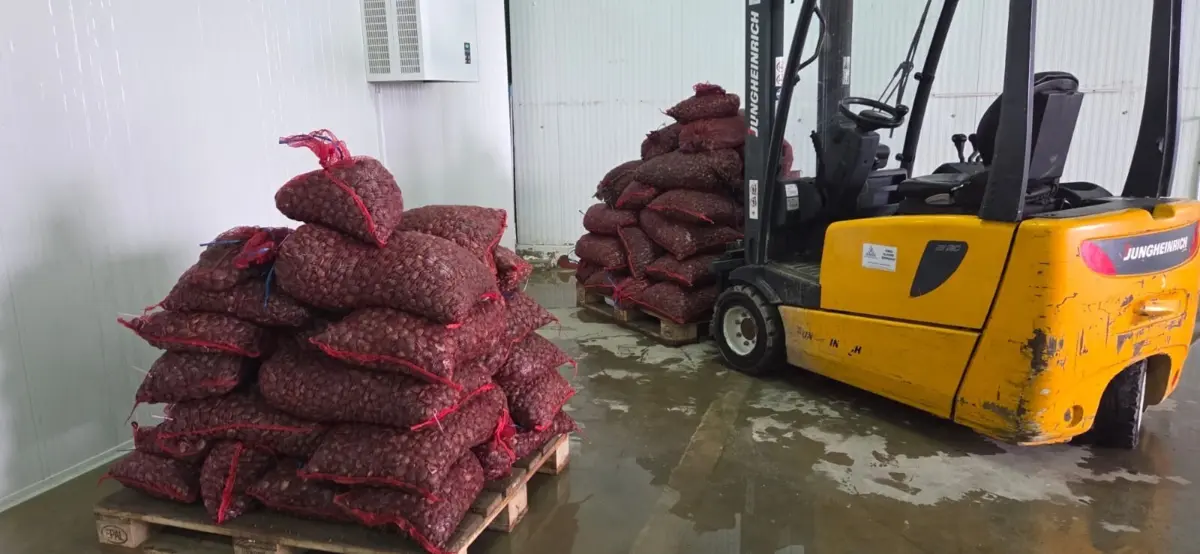 Durante a ação "foram apreendidas mais de 2,5 toneladas de amêijoa japónica"