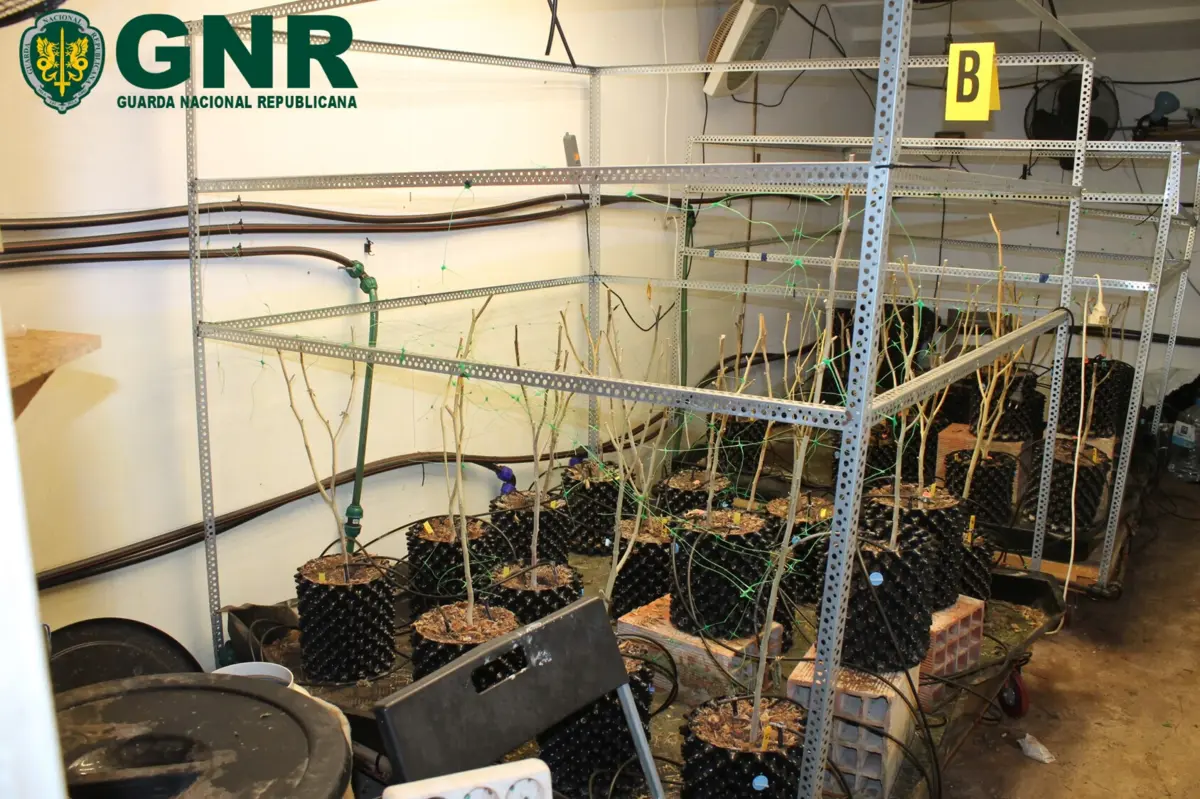 Usaram edifício em ruínas para instalar estufa