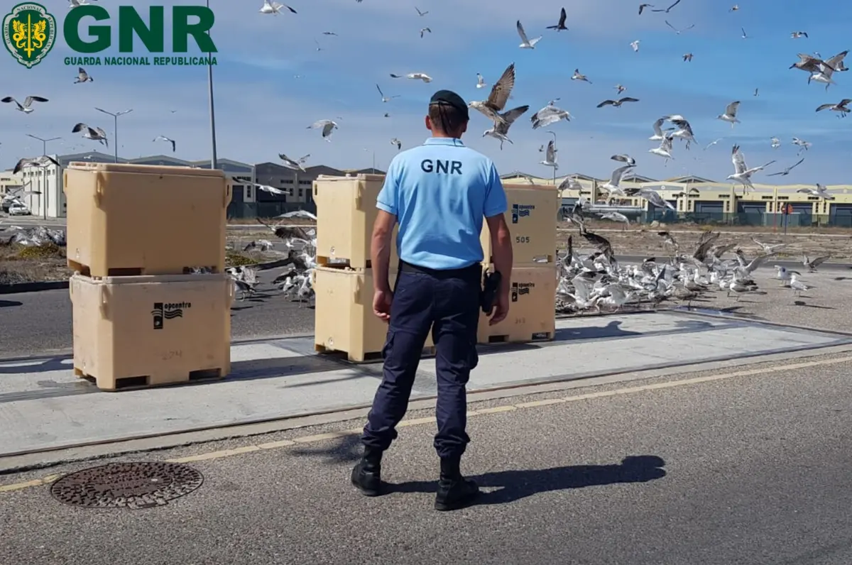 GNR detetou 11 recipientes de peixe com mais de três toneladas de sardinhas "sem condições de preservação"