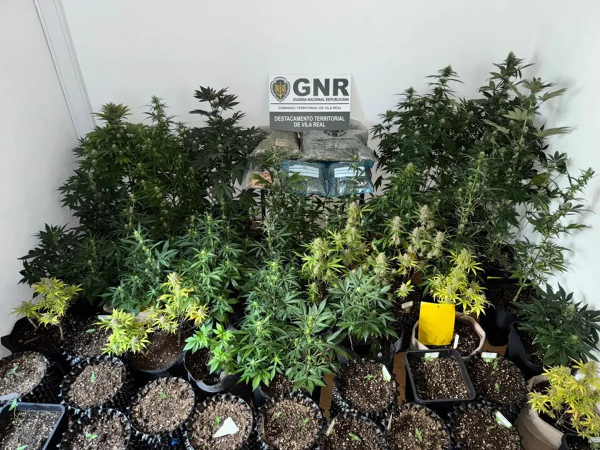 Foram apreendidas 340 doses de canábis, 28,5 gramas de cogumelos alucinogénios e 62 pés de canábis