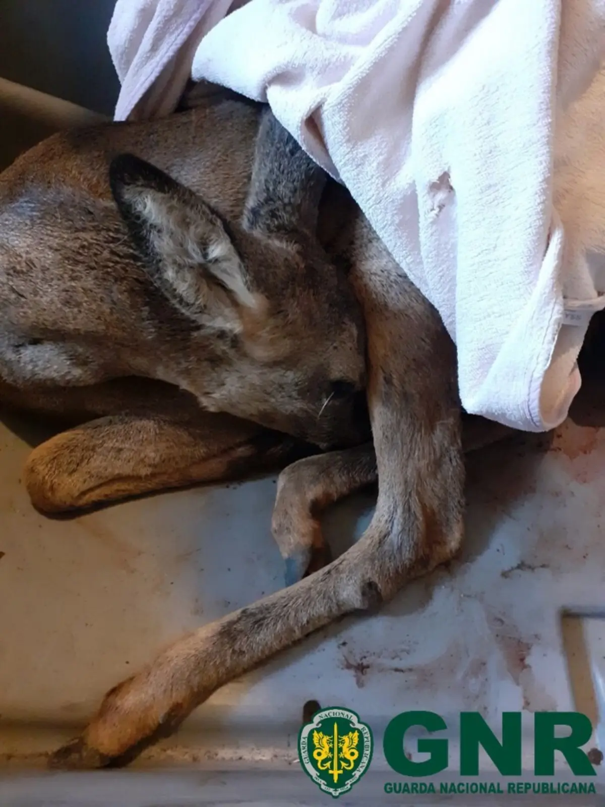 Militares do SEPNA resgataram corço ferido