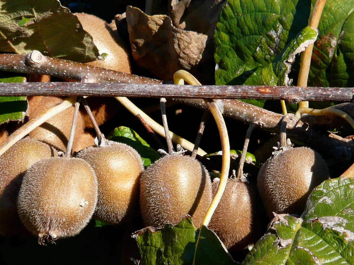 Investigadores do Instituto Superior de Engenharia do Porto (ISEP) desenvolveram um "método inovador" de uso oral que, feito a partir do kiwi