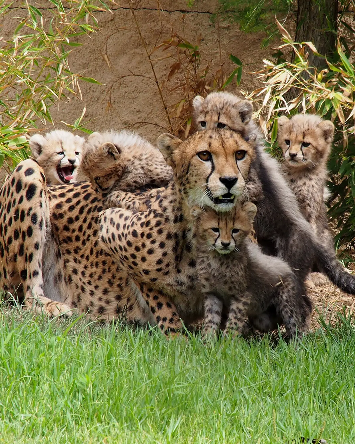 Imagem de contexto do artigo Jardim Zoológico alerta sobre burla no Facebook em seu nome