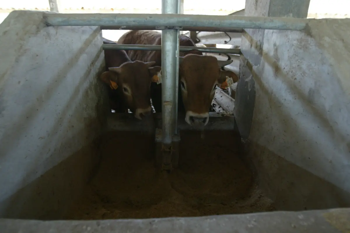 Imagem de contexto do artigo DGAV contabiliza 450 bovinos infetados por doença hemorrágica epizoótica