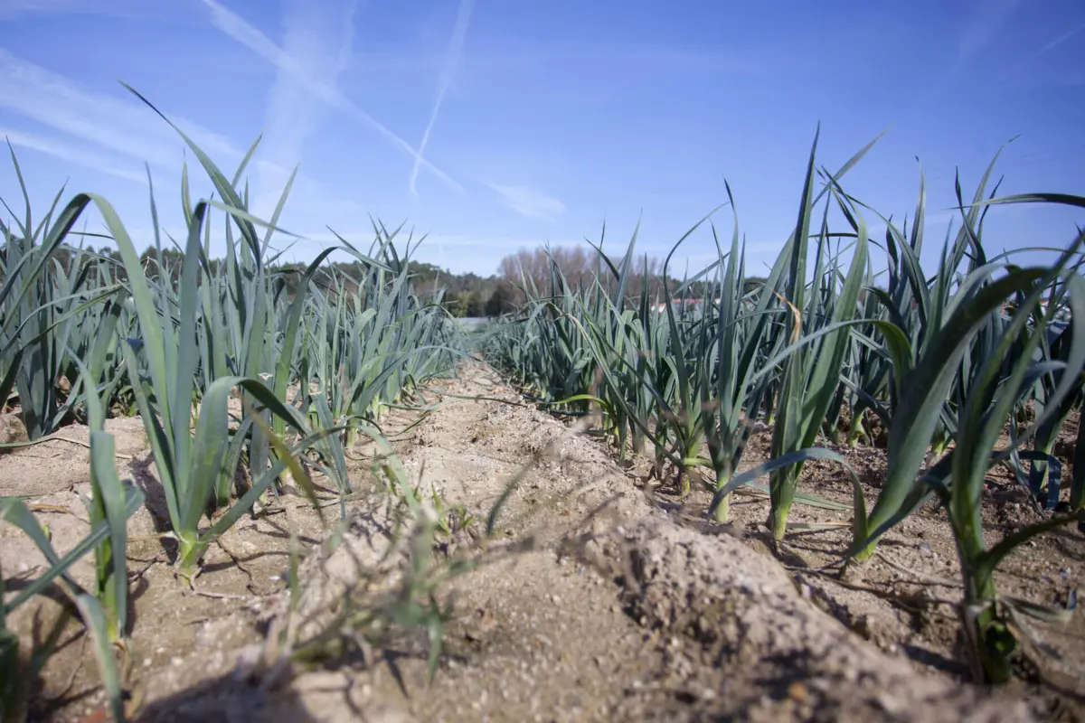 Serão as câmaras municipais a decidir sobre o uso de solos rústicos