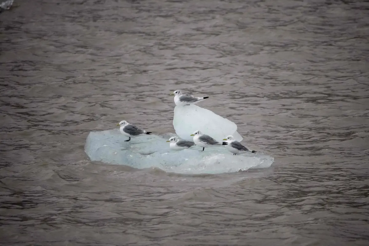 Planalto tibetano é conhecido como a "torre de água asiática"