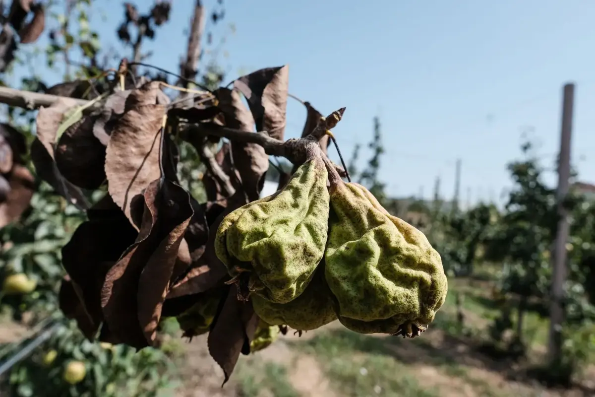 Aspeto de uma produção de pêra-rocha afetada pelo "fogo bacteriano"