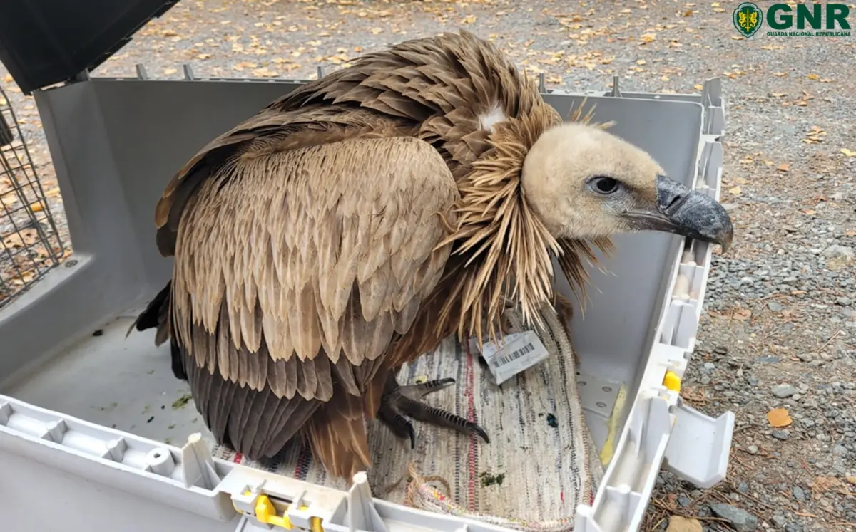 Grifo foi levado para o Centro de Recuperação de Animais Selvagens do Hospital Veterinário da Universidade de Trás-os-Montes e Alto Douro