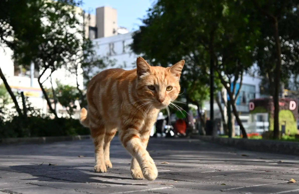A domesticação do gato "é um processo muito complexo"