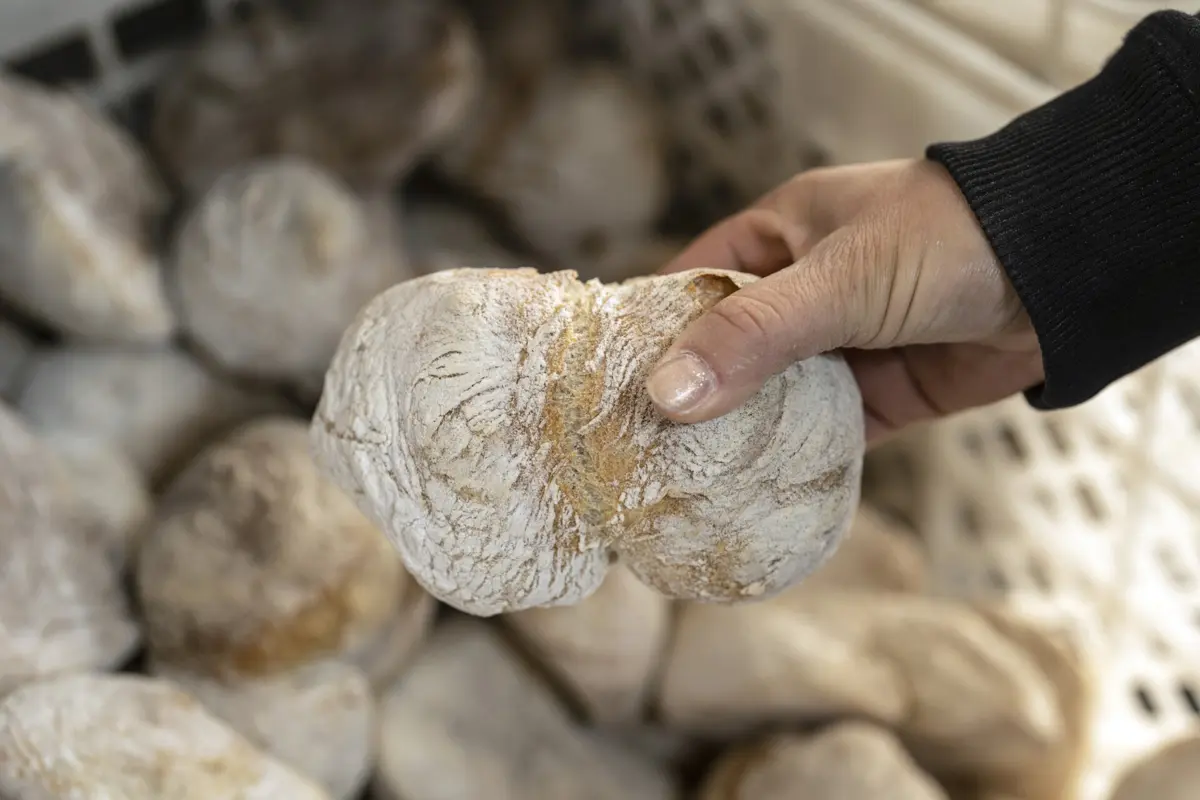 ADN antigo é resposta para gostarmos tanto de pão ou massa