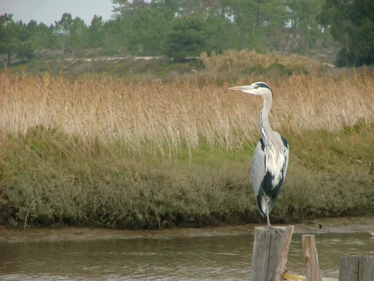 Imagem de contexto do artigo Troia Bioblitz 2025 vai ser observatório a céu aberto