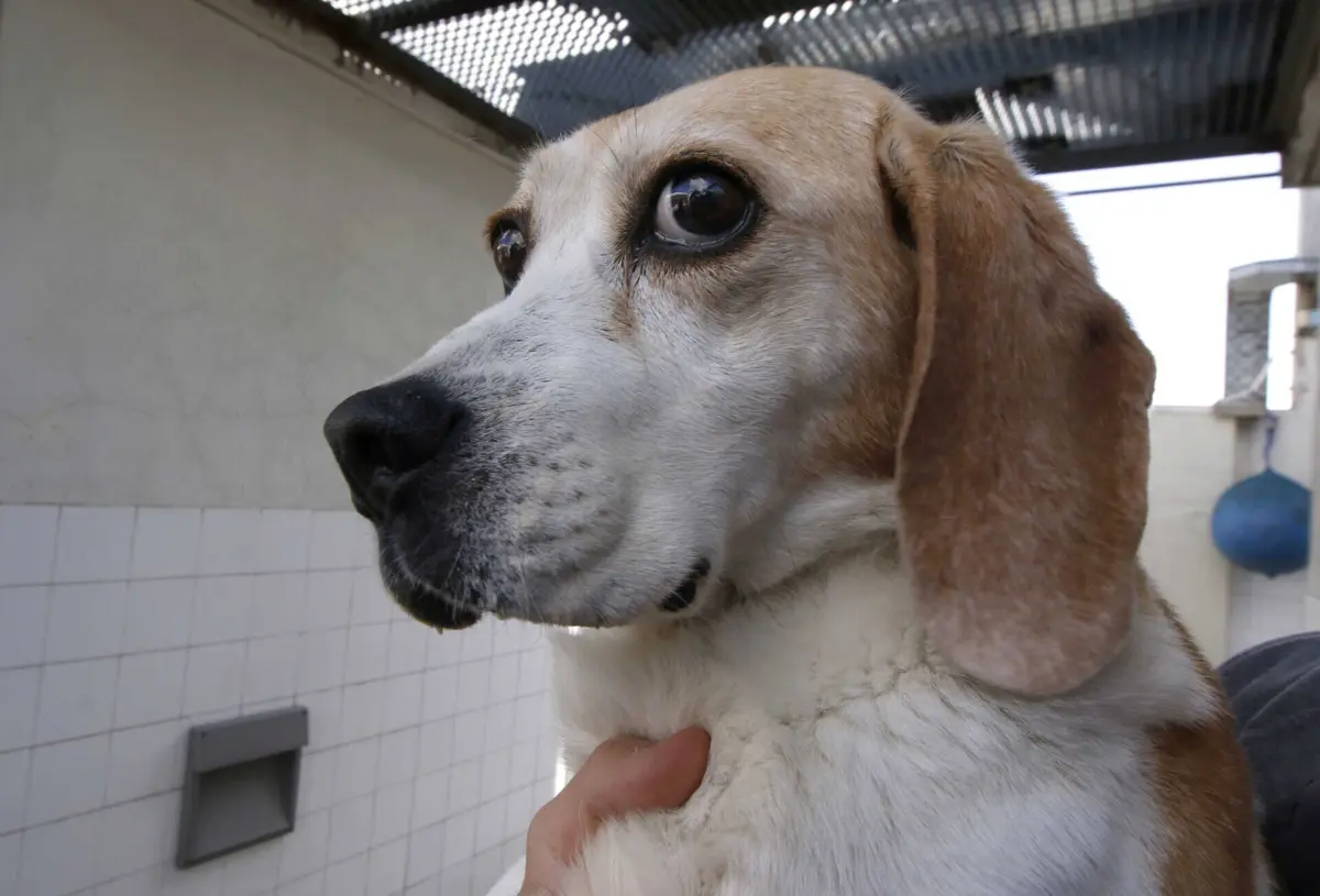 Na chamada, os autores afirmam que o animal “foi encontrado e que necessita de uma intervenção cirúrgica”