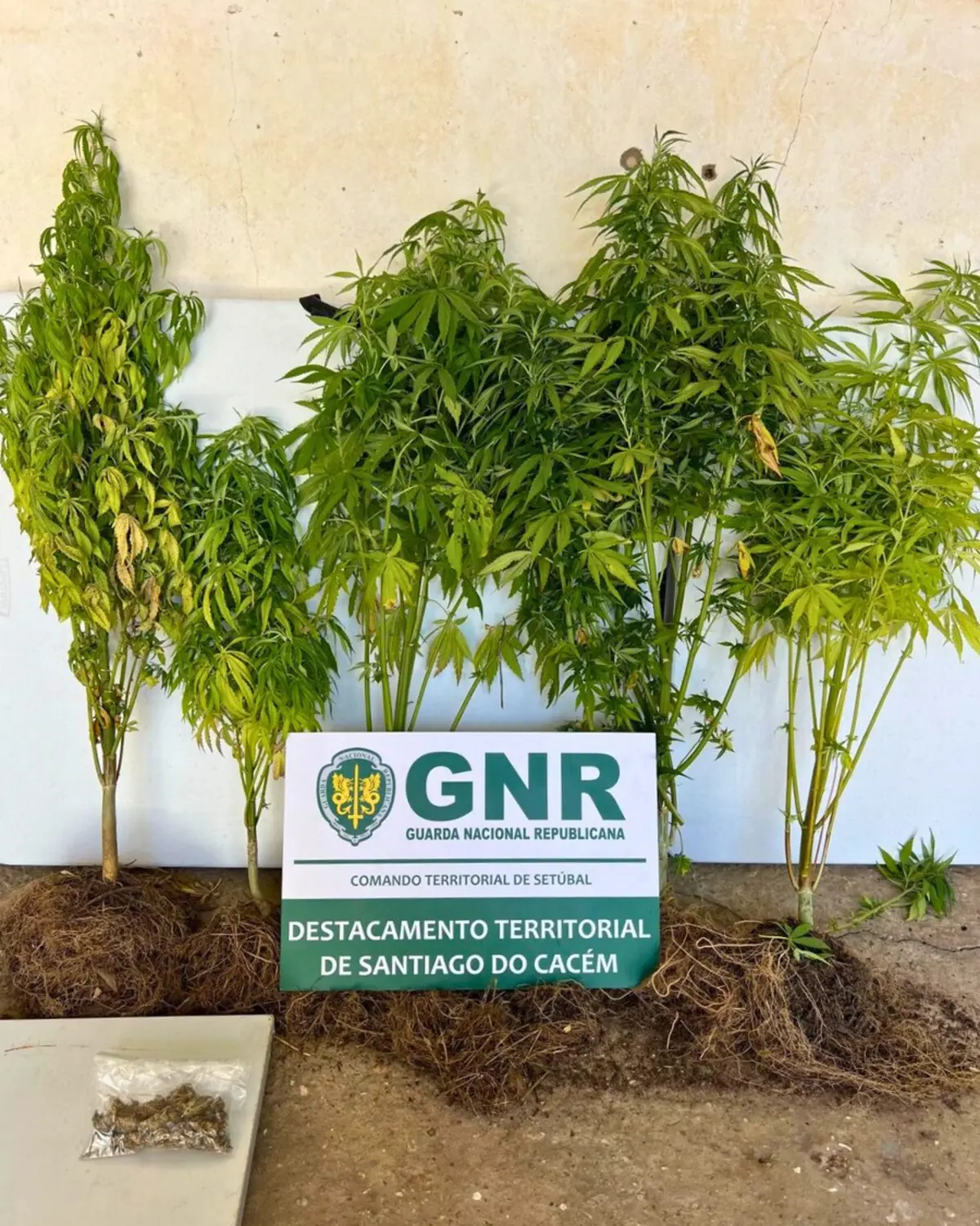 Imagem de contexto do artigo Septuagenário cultivava canábis em vasos que tinha junto de casa