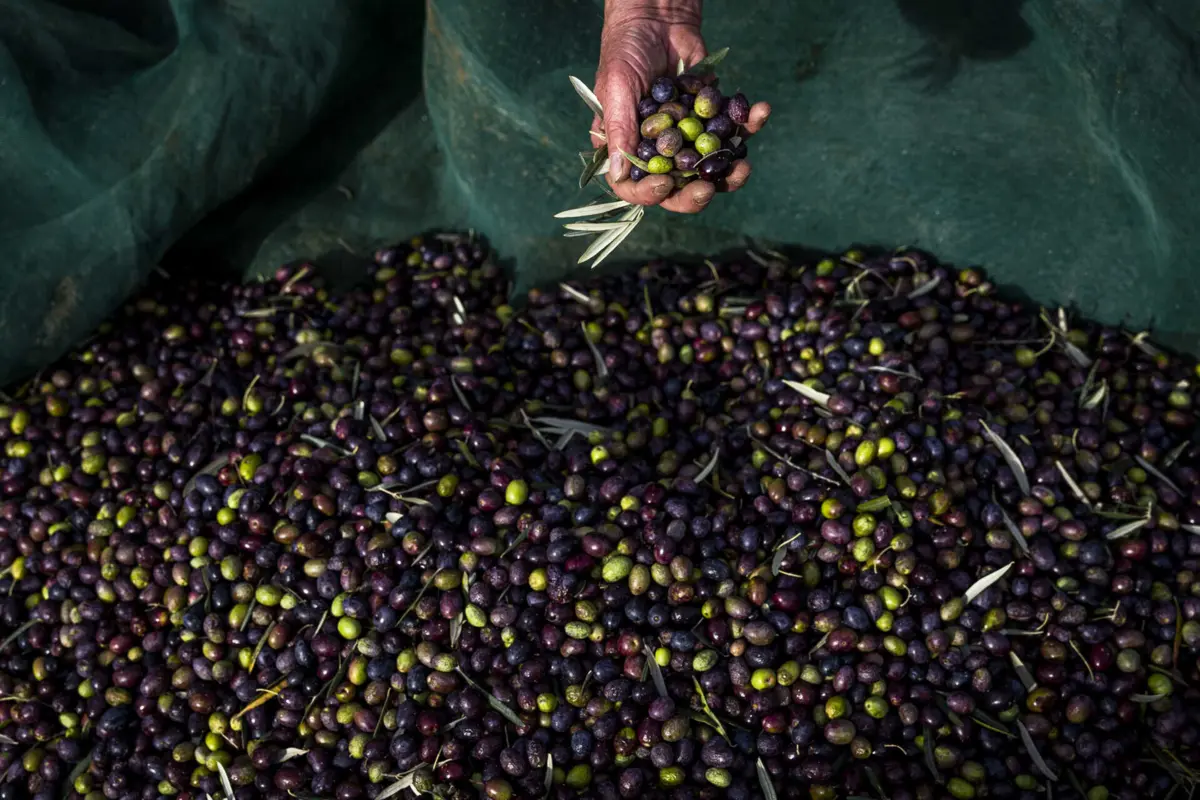 Imagem de contexto do artigo GNR apreendeu mais de 44 mil quilos de azeitona furtada em cinco distritos