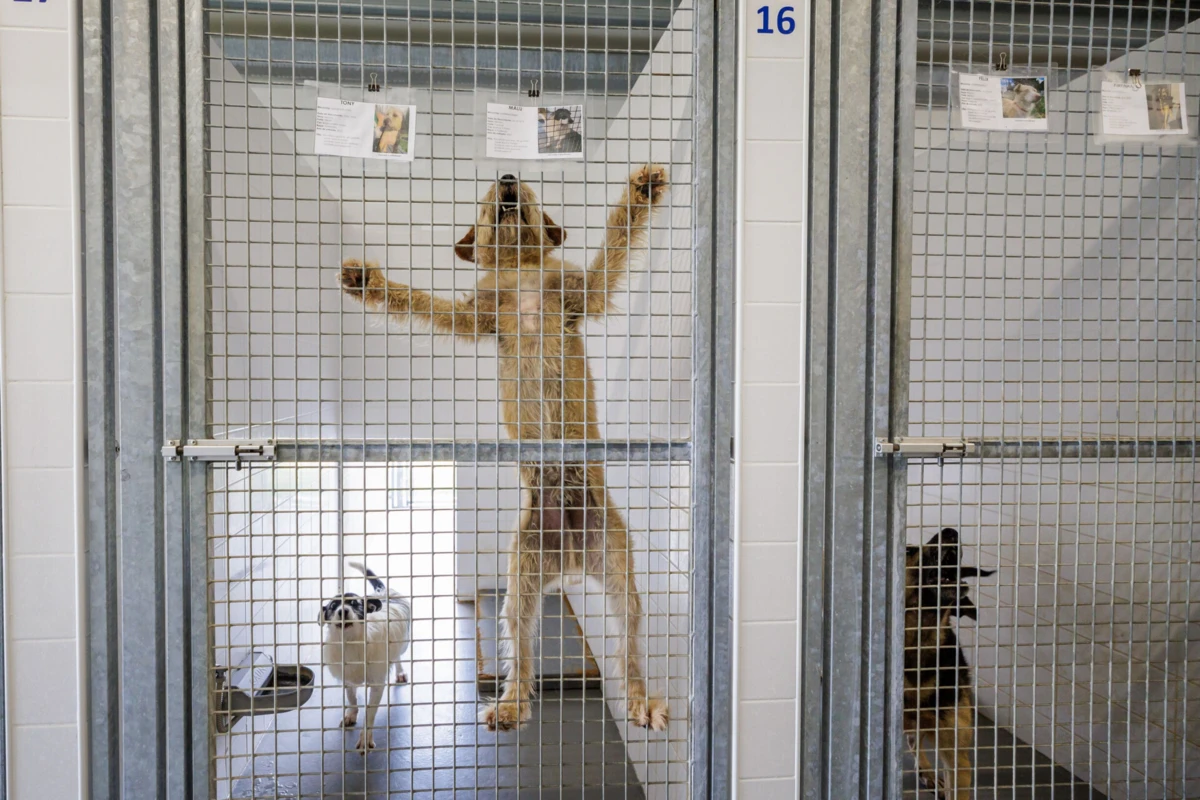 Centro de Famalicão acolhe atualmente 160 animais, mas a lotação para o “bem-estar ideal” seriam 120