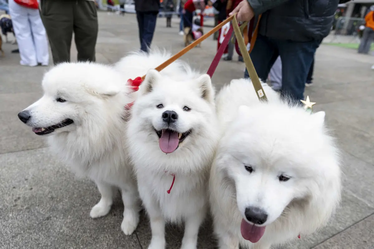 Imagem de contexto do artigo Cãominhada de Natal na Maia angariou receitas para resgatar animais abandonados