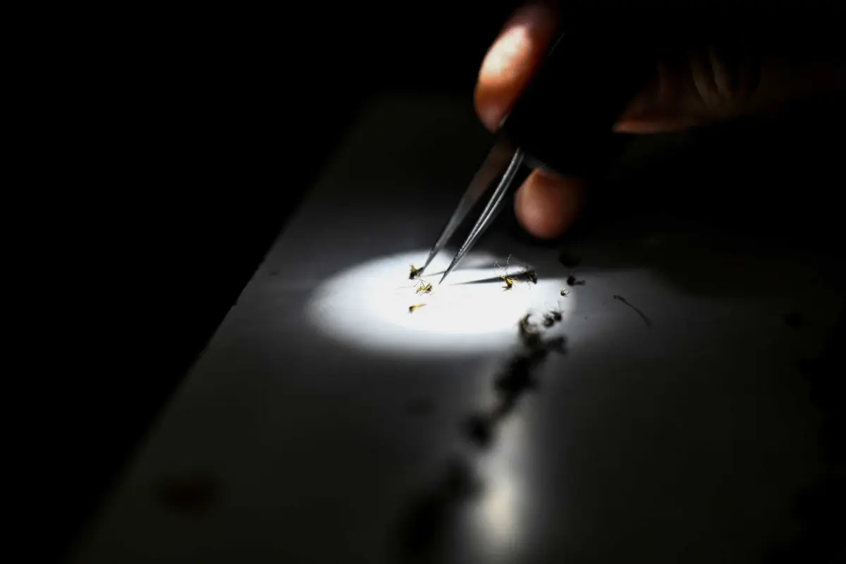 Imagem de contexto do artigo Investigadores provam eficácia de combinar vacina com medicamento contra malária