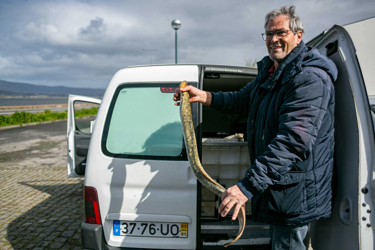 Eduardo Ribeiro mostra uma das lampreias gigantes