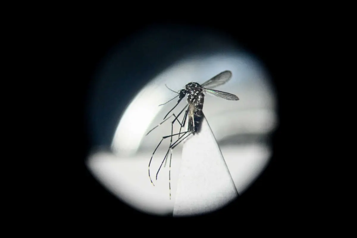 A presença de mosquitos invasores Aedes em Portugal iniciou-se com a deteção de Aedes aegypti na Madeira em 2005