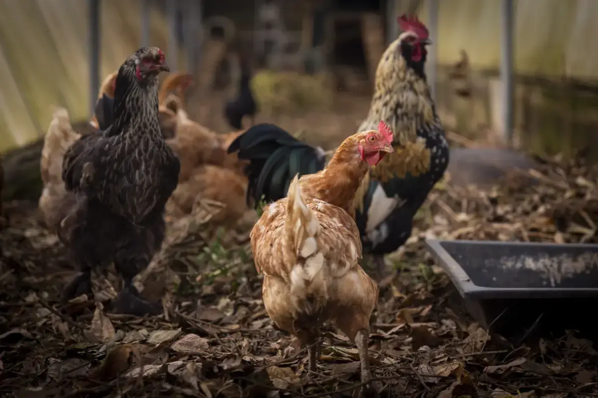 Do total de focos, 563 foram detetados em aves de capoeira e 154 em aves em cativeiro