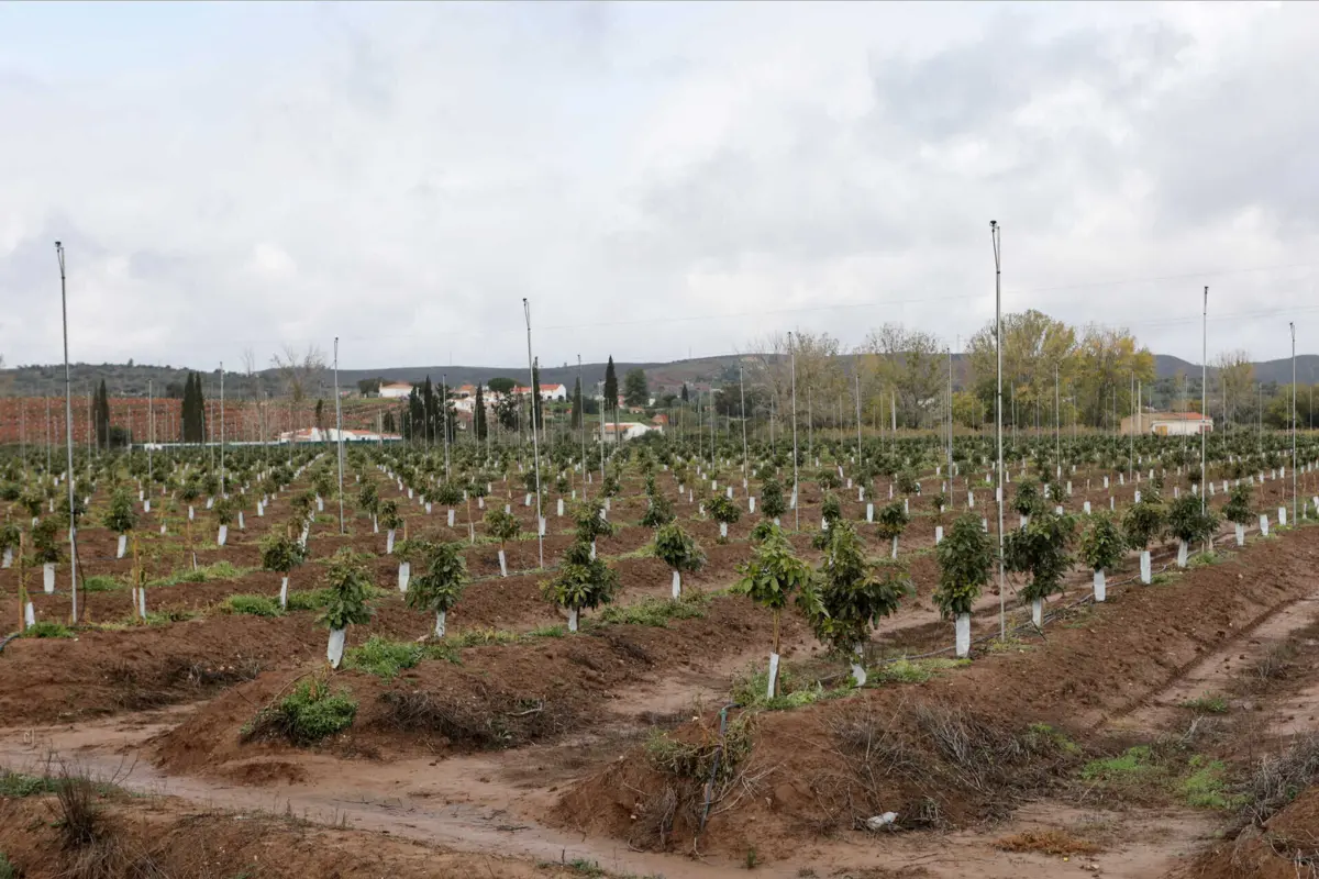 Plantações de abacate no Algarve