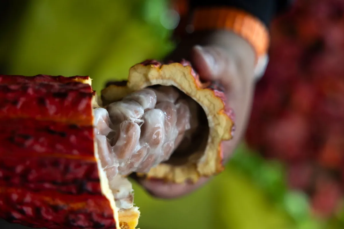 Imagem de contexto do artigo Cientistas admitem que os compostos do cacau podem retardar envelhecimento