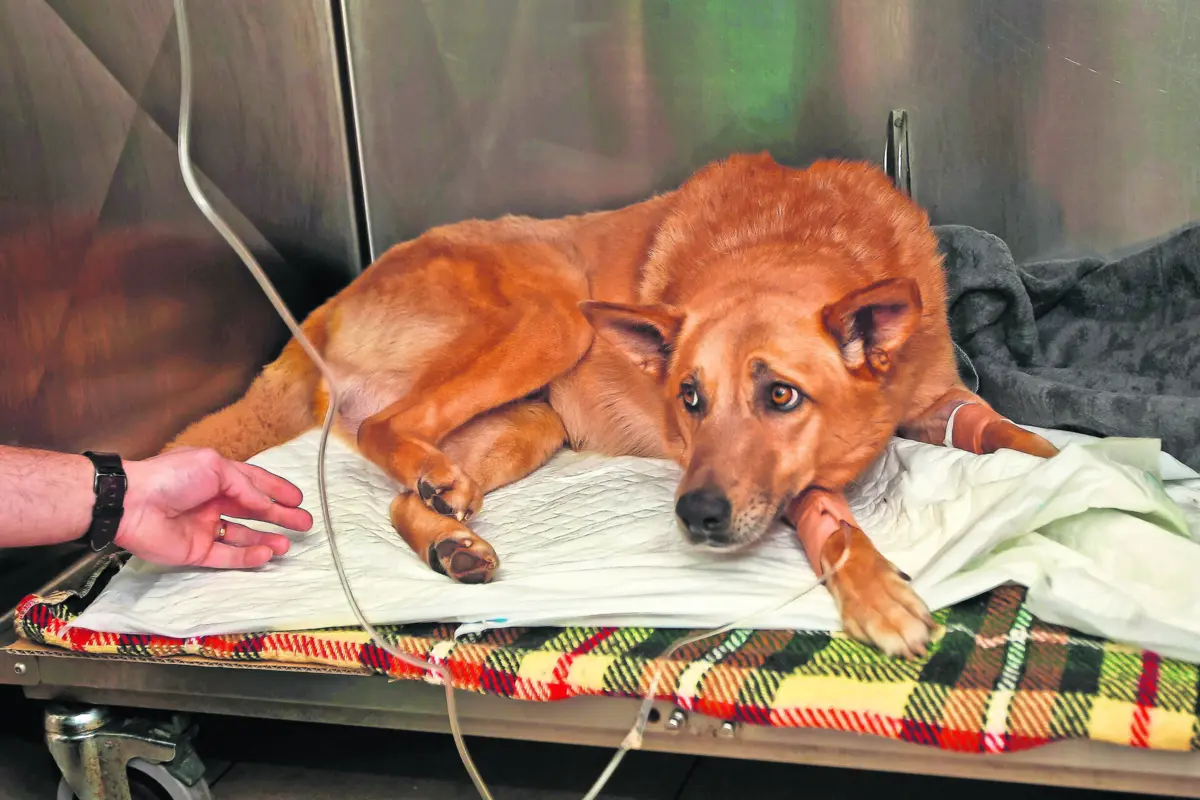 Imagem de contexto do artigo Barcelos, Guimarães e Feira com mais atropelamentos de animais nas estradas