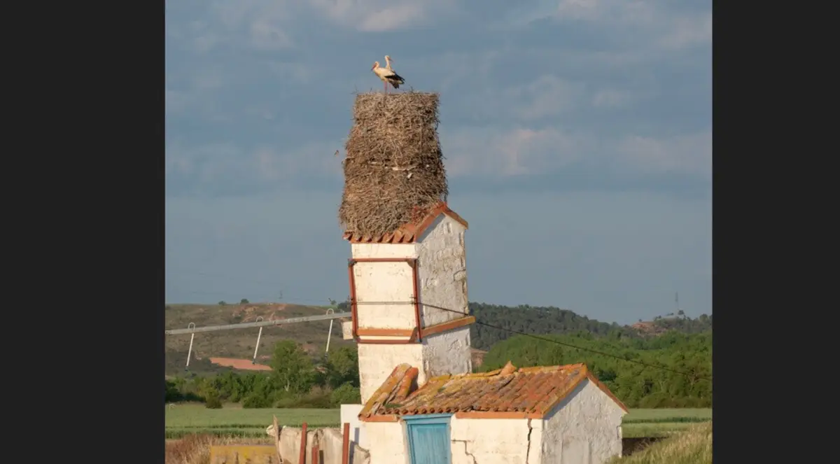 Imagem de contexto do artigo Dois metros numa torre inclinada: Este ninho de cegonhas é um sucesso em Espanha