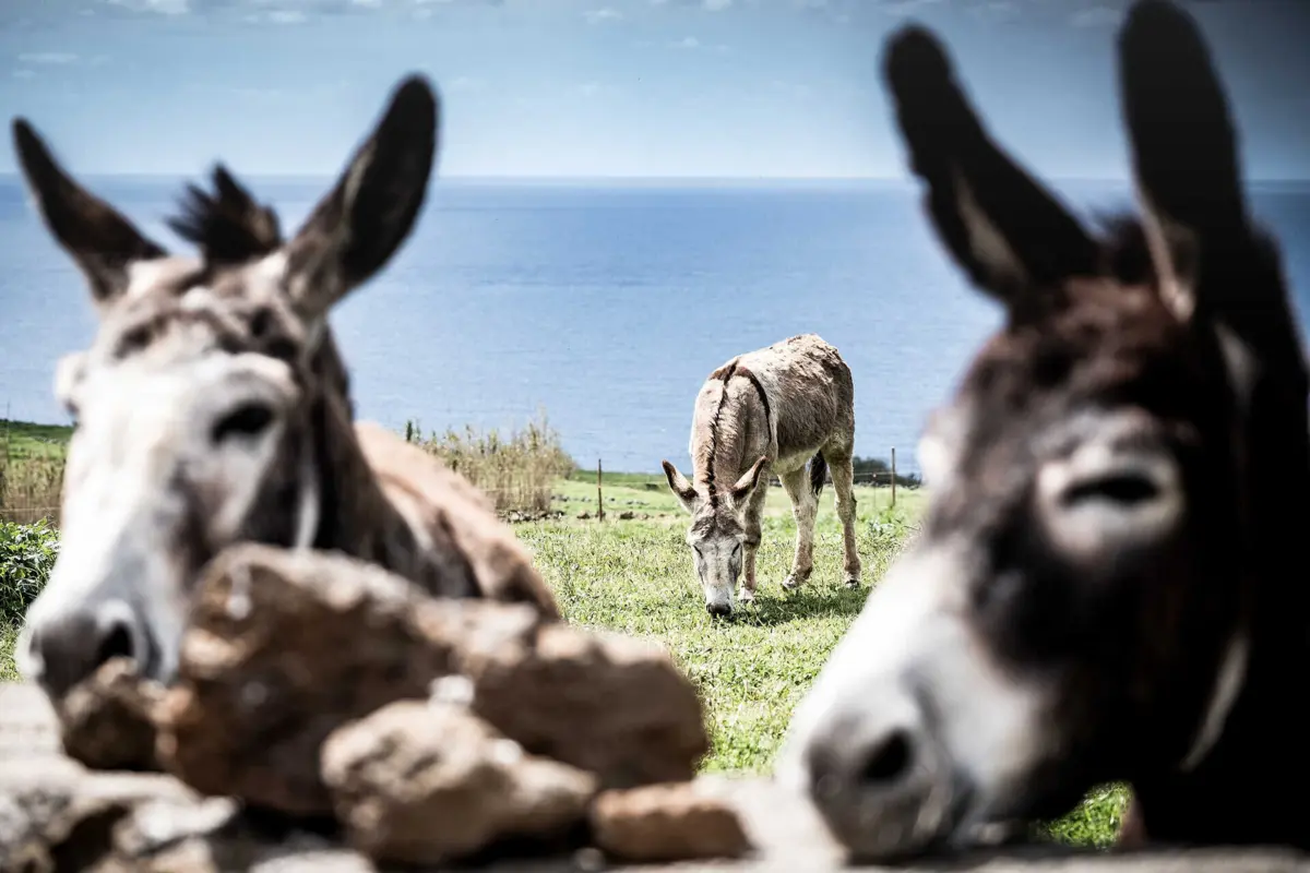 A pele dos animais é fervida para a extração de gelatina