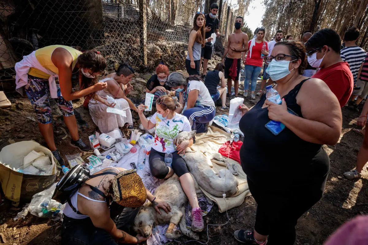 Populares resgataram e cuidaram de dezenas de animais feridos e intoxicados